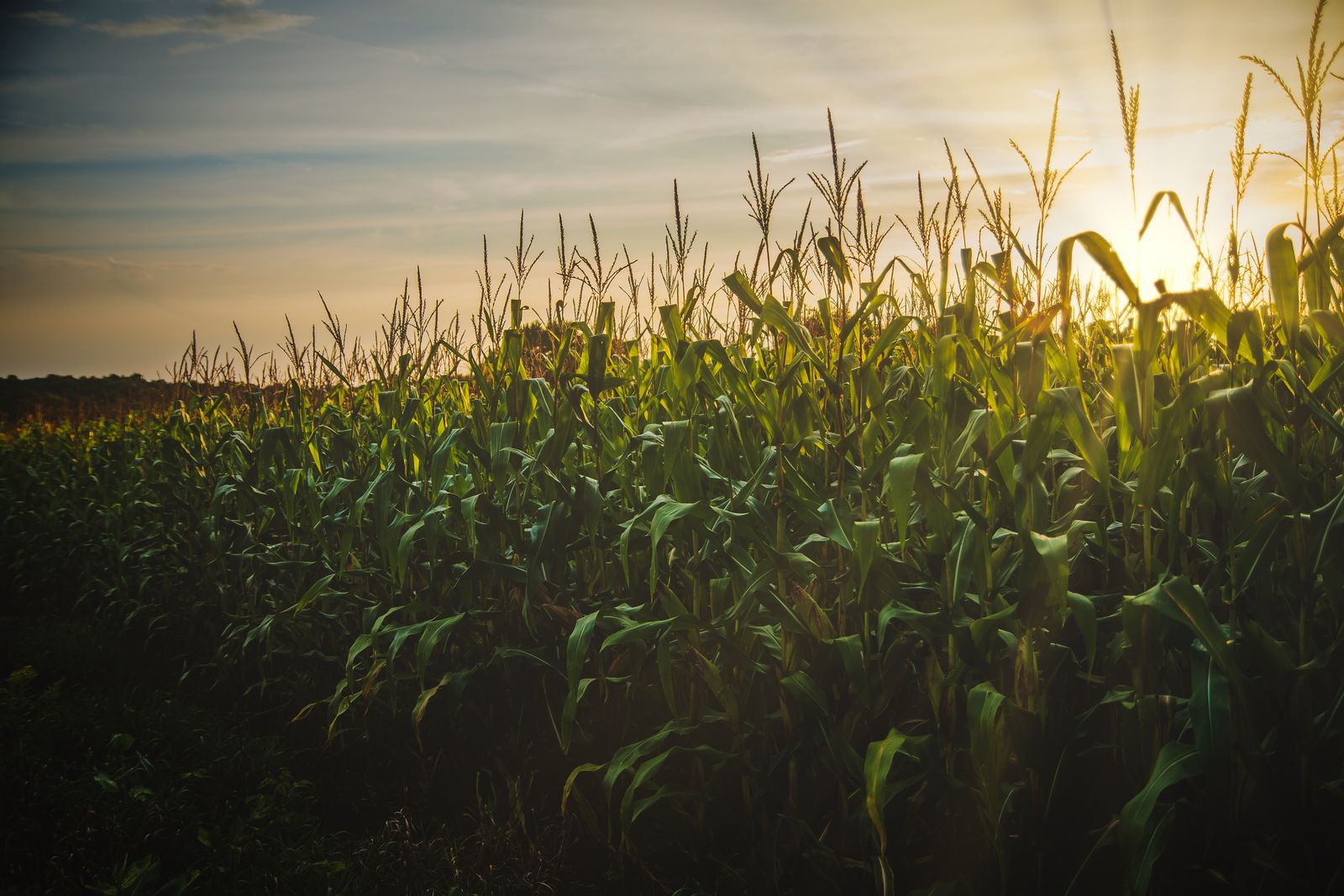Champ de maïs au coucher du soleil, illustrant le recrutement agriculture et semences